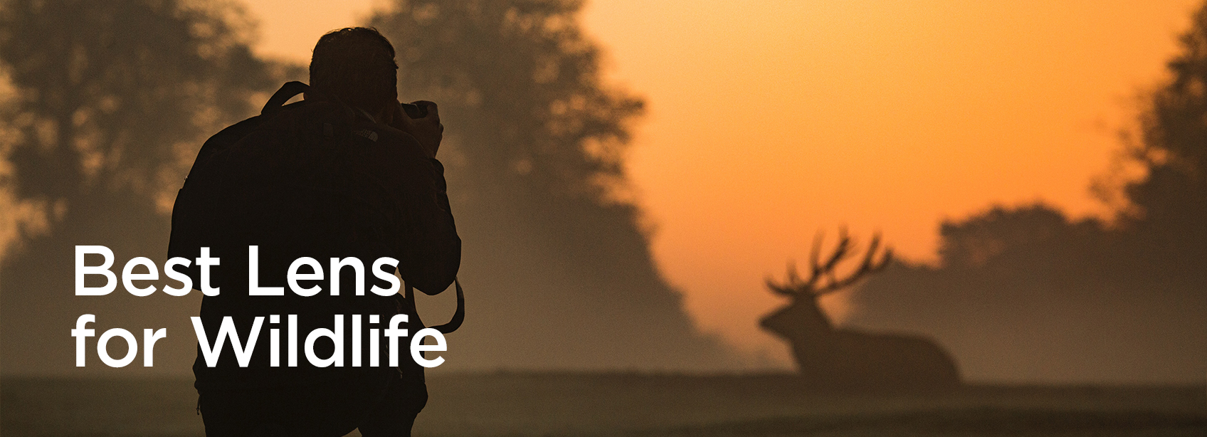 best lens for wildlife