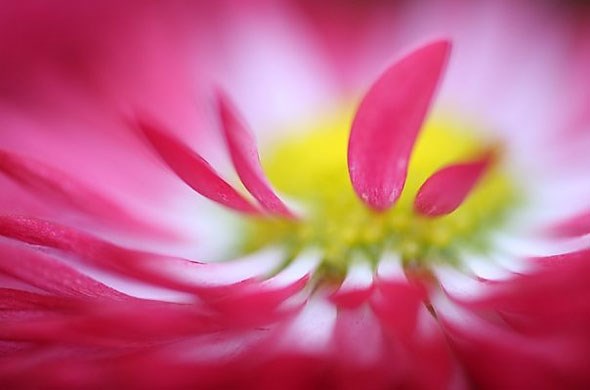 Tamron 60mm macro: 1/400s @ f2.0