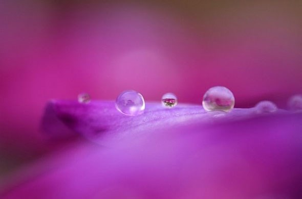 Tamron 60mm macro: 1/200s @ f2.8