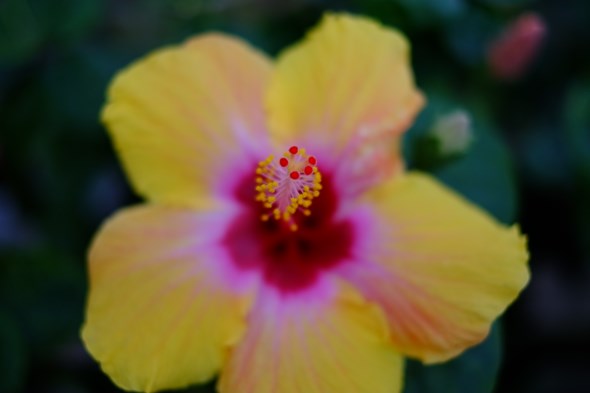 ff_x_pro1_004