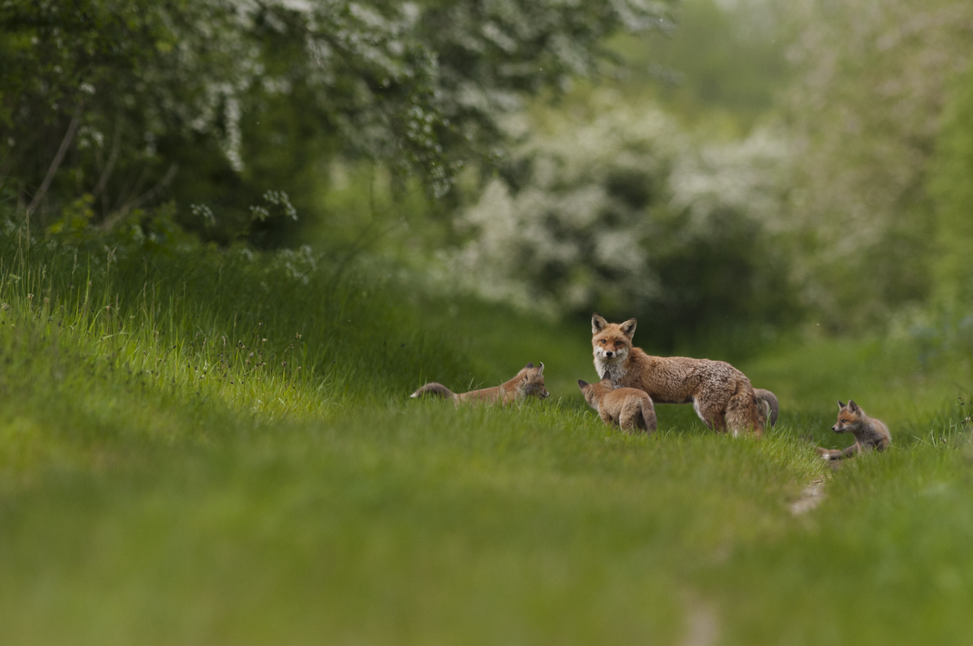 Mother watches whilst cubs play