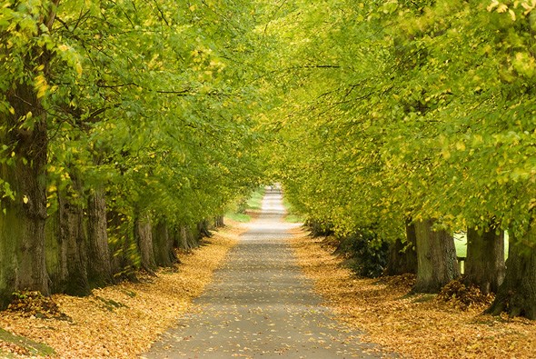 Batsford Avenue