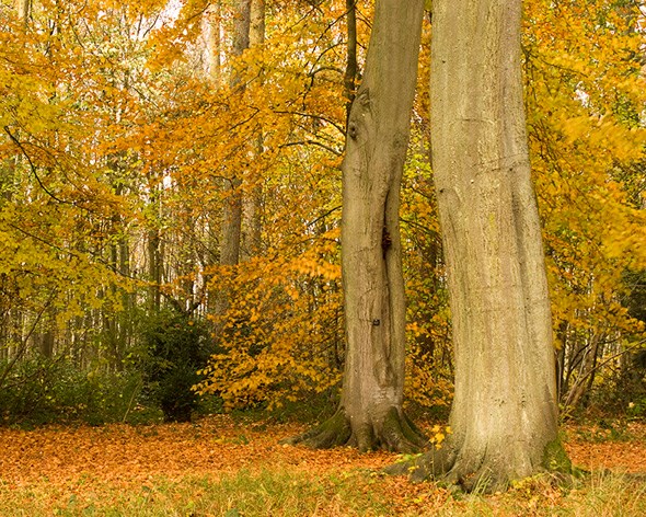 Beech wood