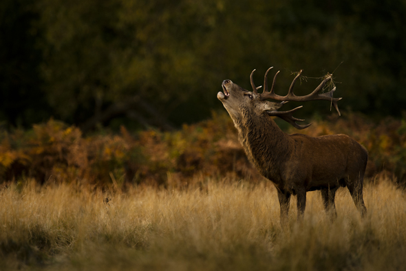 50 Great Wildlife Photography Tips