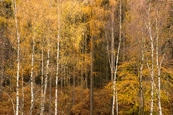 Composition and colour
