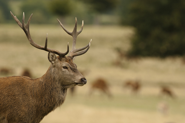 Tom Mason - Large stag watches over his hinds