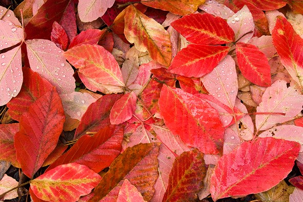 Red leaves