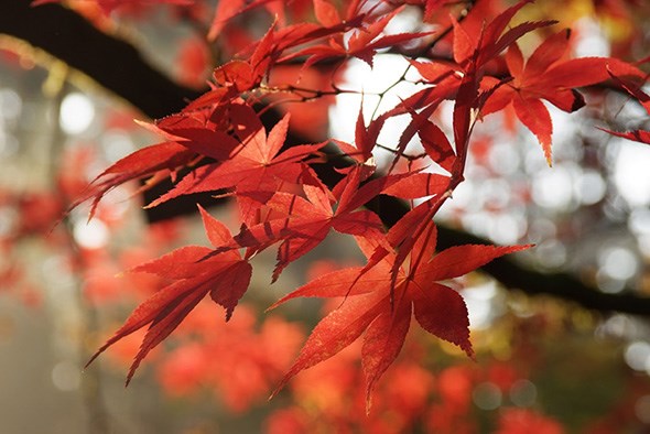 Red maple leaves
