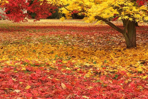 Westonbirt