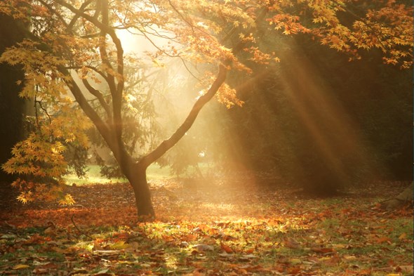 Westonbirt