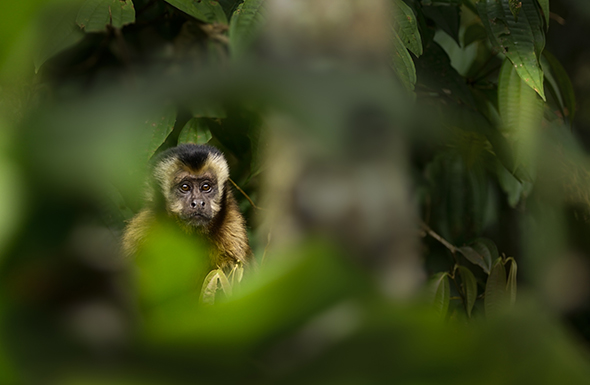 © Wex Photo Video Brown-Capuchin-Monkey-joins-us-for-breakfast.jpg