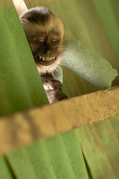 © Wex Photo Video Cheeky-monkey-looks-down-from-the-roof-as-we-eat-breakfast-in-the-lodge1.jpg