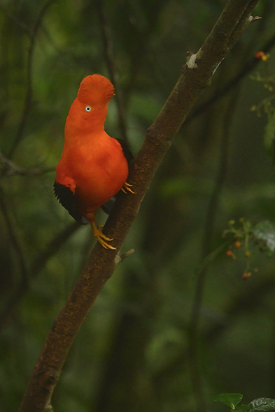 © Wex Photo Video Peruvian-Cock-of-the-Rock-stands-proud-at-the-lek-before-displaying-to-the-surrounding-females1.jpg