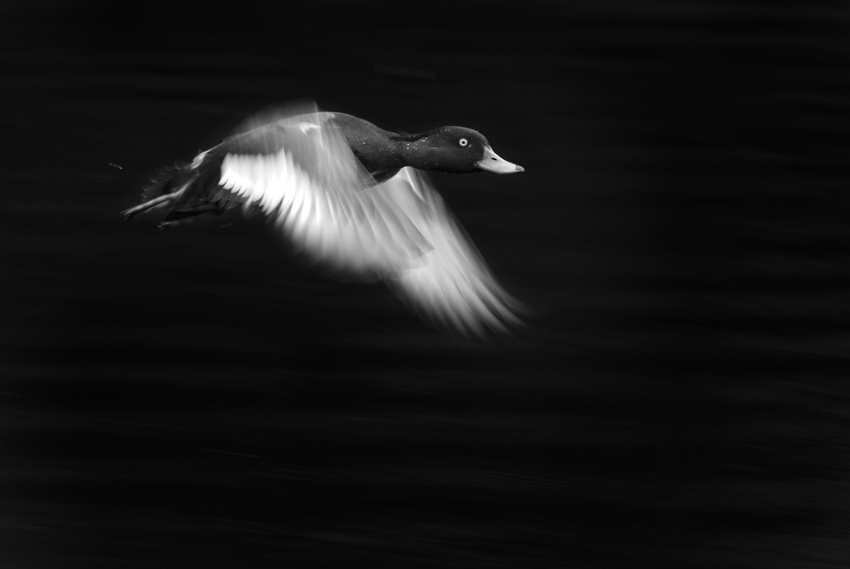 © Wex Photo Video Getting-wing-blur-often-takes-a-certain-amount-of-trial-and-error-this-tufted-duck-was-a-perfect-subject.jpg