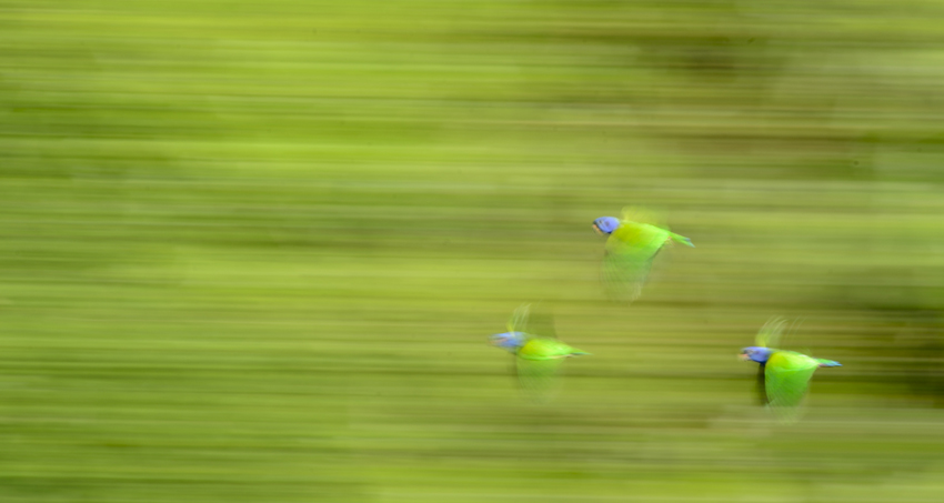 50 Great Wildlife Photography Tips 50 Great Wildlife Photography Tips