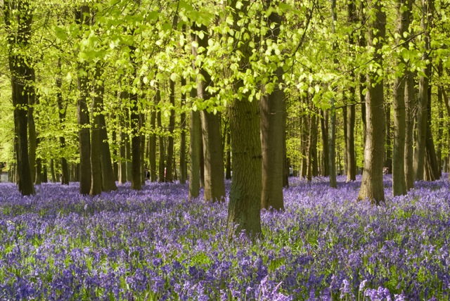 bluebells.jpeg