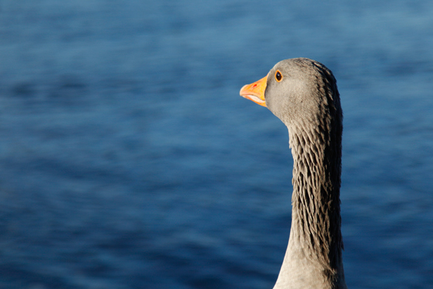 © Wex Photo Video Consider-the-subjects-facing-direction.jpg