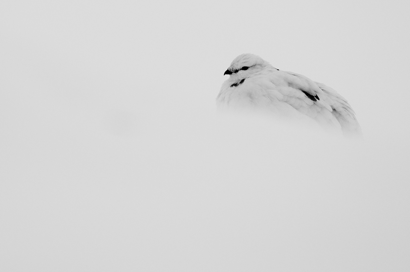 © Wex Photo Video Tom_Mason_November-28-2012-ptarmigan-DSC_5453.jpg