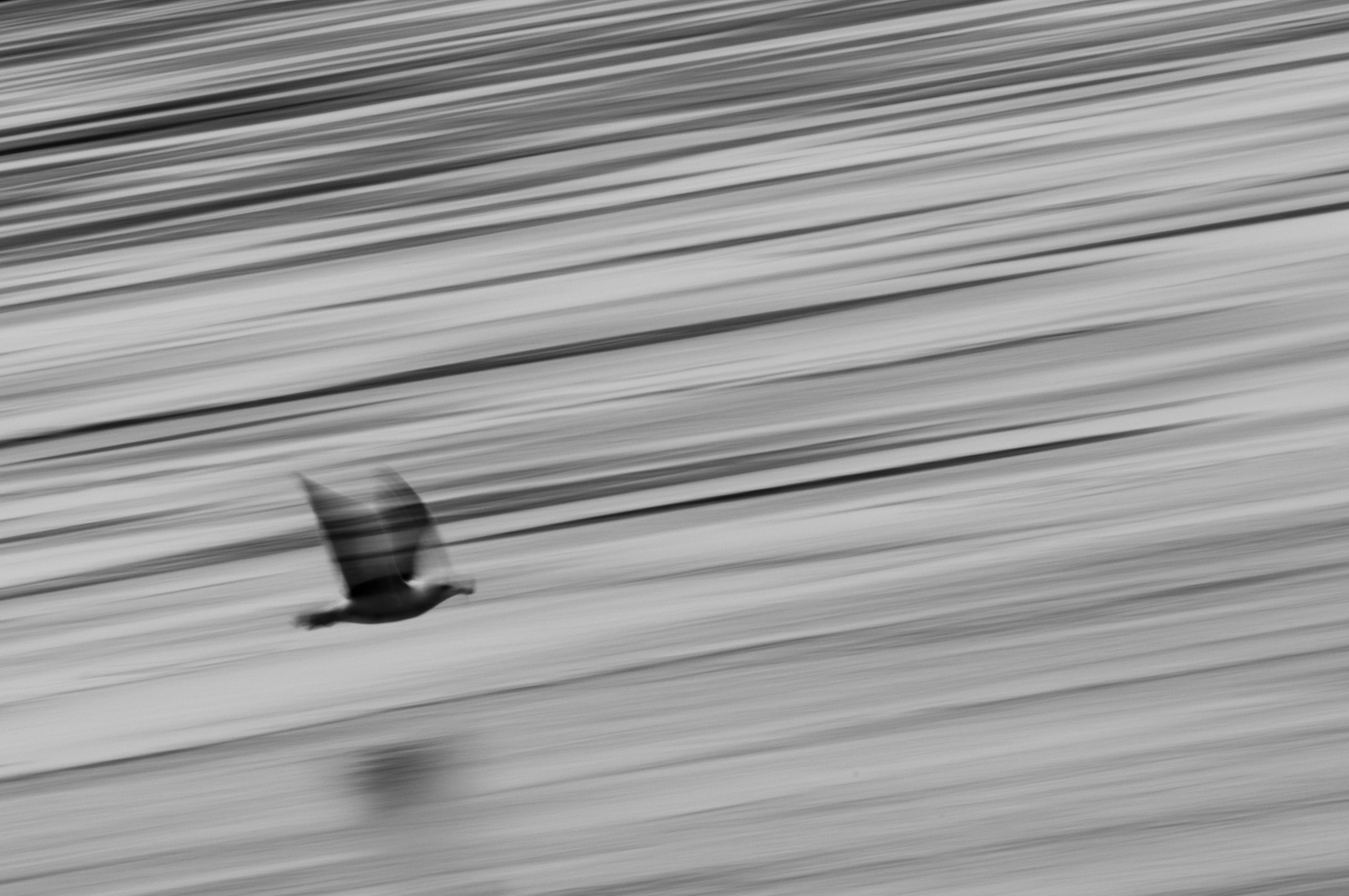 © Wex Photo Video Tom_Mason_October-21-2012-snettisham-DSC_2174.jpg