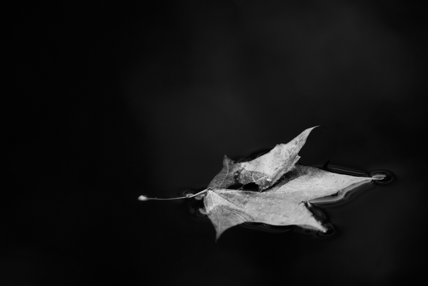 © Wex Photo Video Tom_Mason_October-23-2010-0008-2.jpg