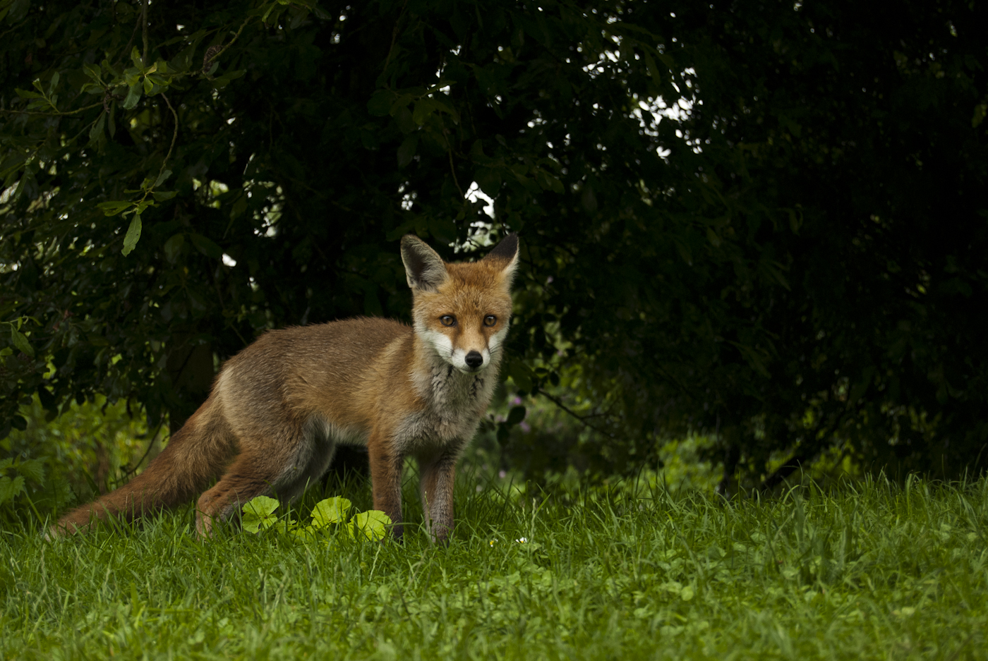 © Wex Photo Video for-long-enough-they-will-often-become-happy-to-have-you-close-by-when-working-with-foxes-one-of-the-cubs-was-more-than-happy-to-play-a-few-feet-infront-of-me.jpg