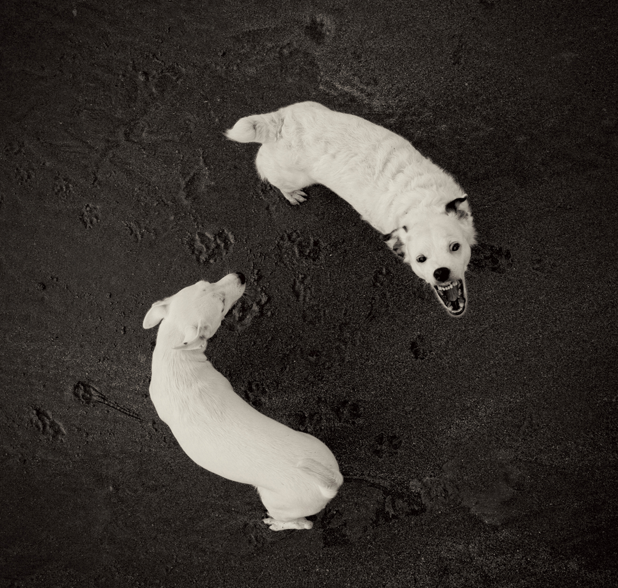 Dogs on the beach