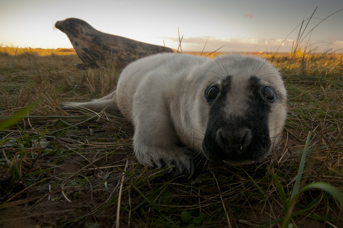 © Wex Photo Video Photographed-through-a-fence-with-a-remote-cable-release-I-waited-for-this-young-seal-to-take-in-interest-in-my-camera-before-pressing-the-shutter.jpg