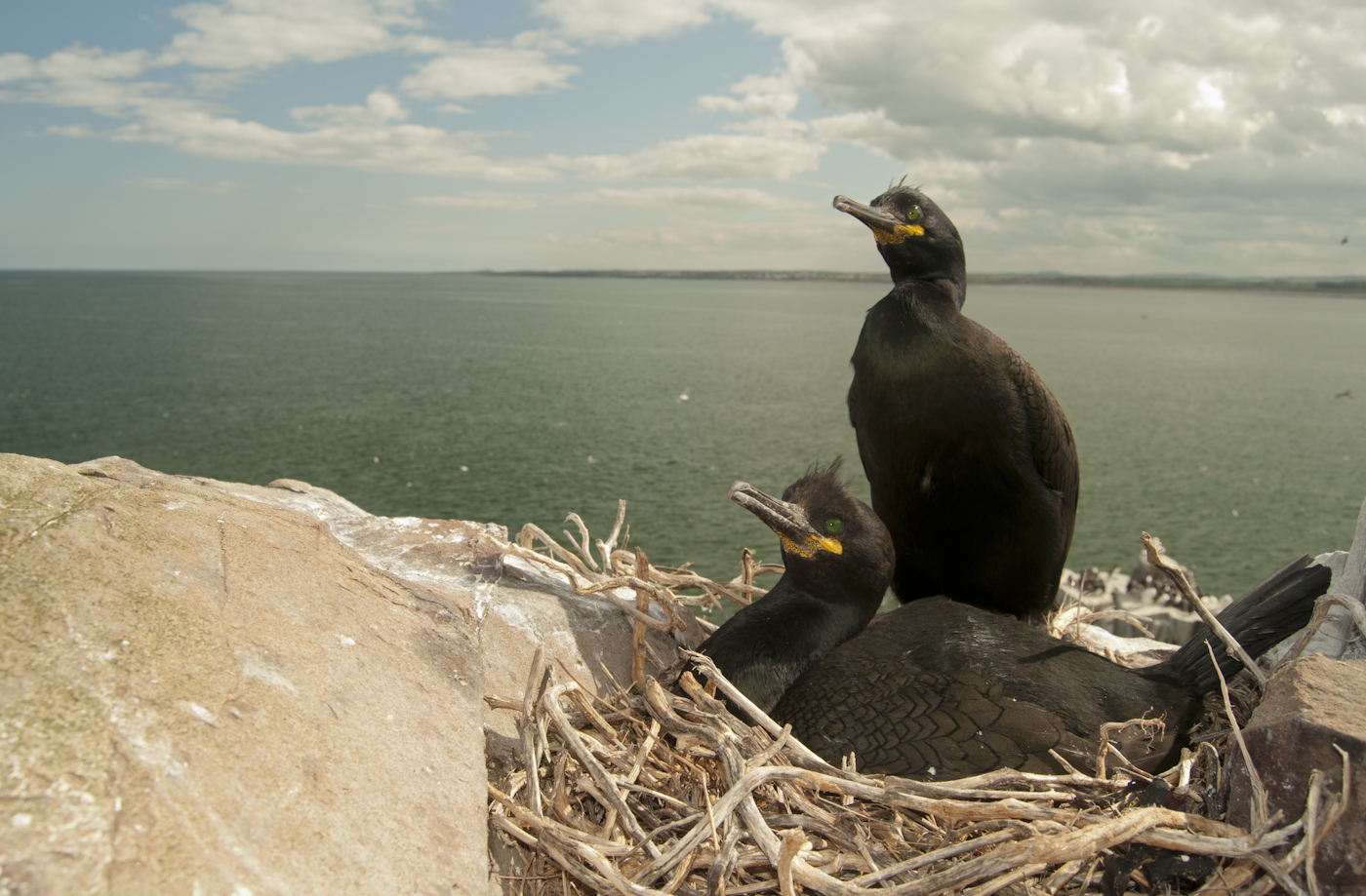 © Wex Photo Video Sea-birds-are-fantastic-subjects-when-working-close-by-be-sure-to-work-quite-quickly-before-moving-on-to-reduce-disturbance.jpg