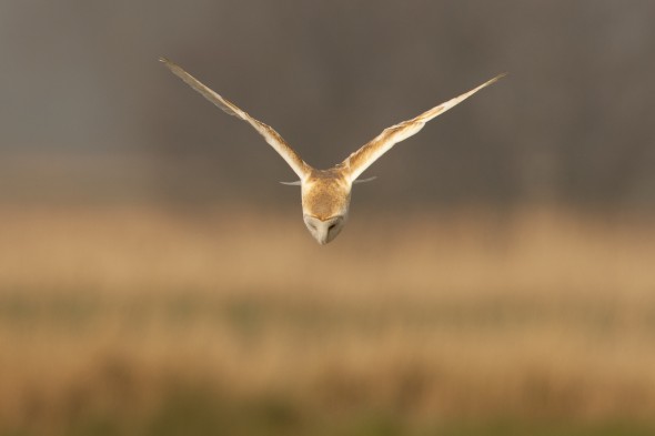 How to photograph barn owls How to photograph barn owls