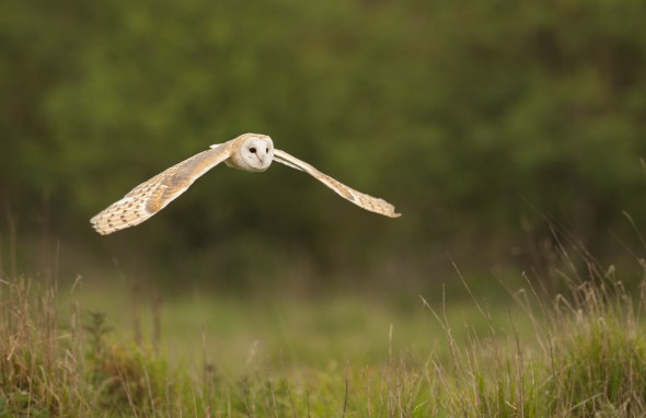 How to photograph barn owls How to photograph barn owls