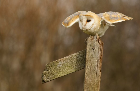 How to photograph barn owls How to photograph barn owls