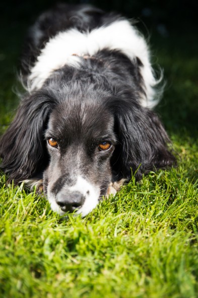 With people or animal shots, it’s a good idea to focus on the eyes as sharpness will be a priority here.
With people or animal shots, it’s a good idea to focus on the eyes as sharpness will be a priority here.