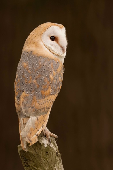 How to photograph barn owls How to photograph barn owls