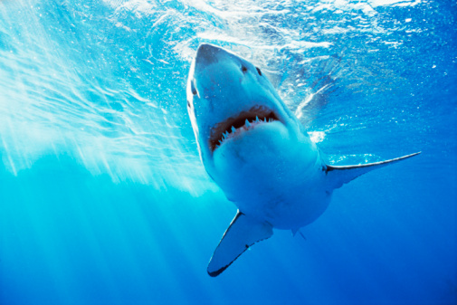 Behind the Image: Sue Flood, Great White Behind the Image: Sue Flood, Great White