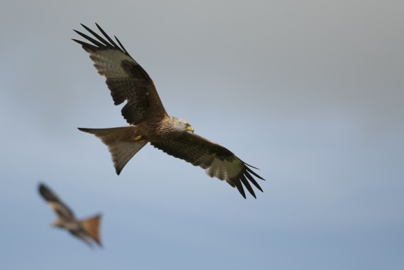 50 great wildlife tips - Tom Mason 50 great wildlife tips - Tom Mason