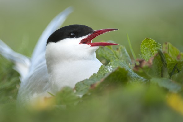 50 great wildlife photography tips 50 great wildlife photography tips