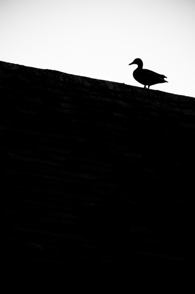 50 great wildlife ohotography tips 50 great wildlife ohotography tips
