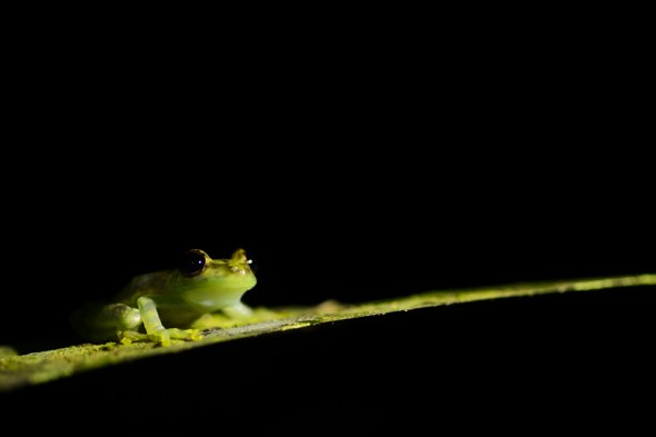 50 great wildlife tips - Tom Mason 50 great wildlife tips - Tom Mason