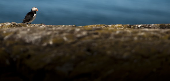 50 Great Wildlife Photography Tips 50 Great Wildlife Photography Tips