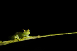 In the second of a two-part article, Tom Mason shares some great wildlife photography tips to help you capture something different.