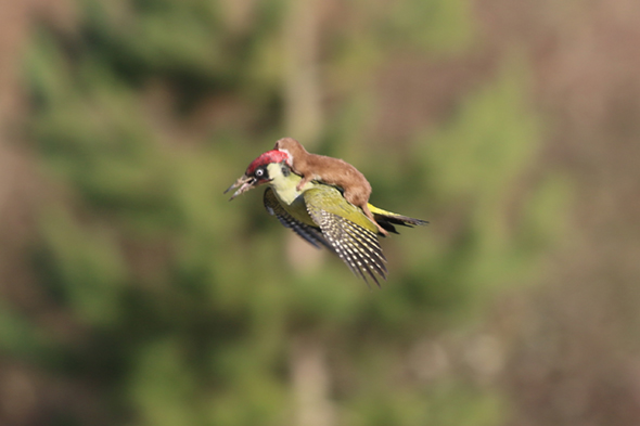 Martin Le-May - Green Woodpecker Martin Le-May - Green Woodpecker