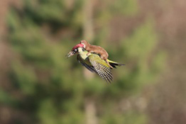 Interview: Martin Le-May, photographer of ‘woodpecker-riding weasel’ image