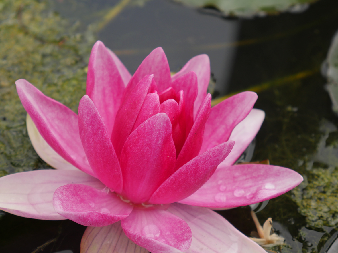 Panasonic Lumix DMC-GX8 - sample images