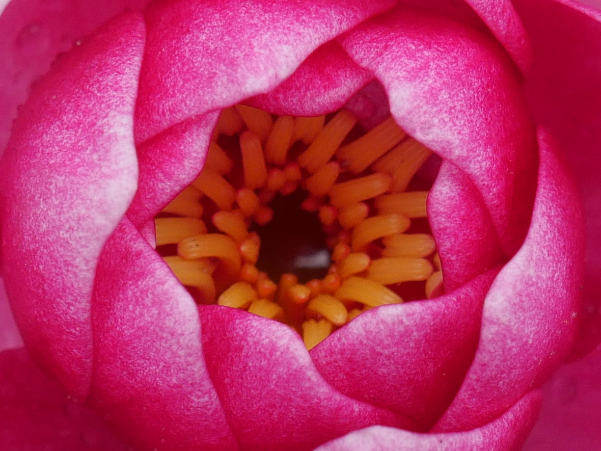 Panasonic Lumix DMC-GX8 - sample images