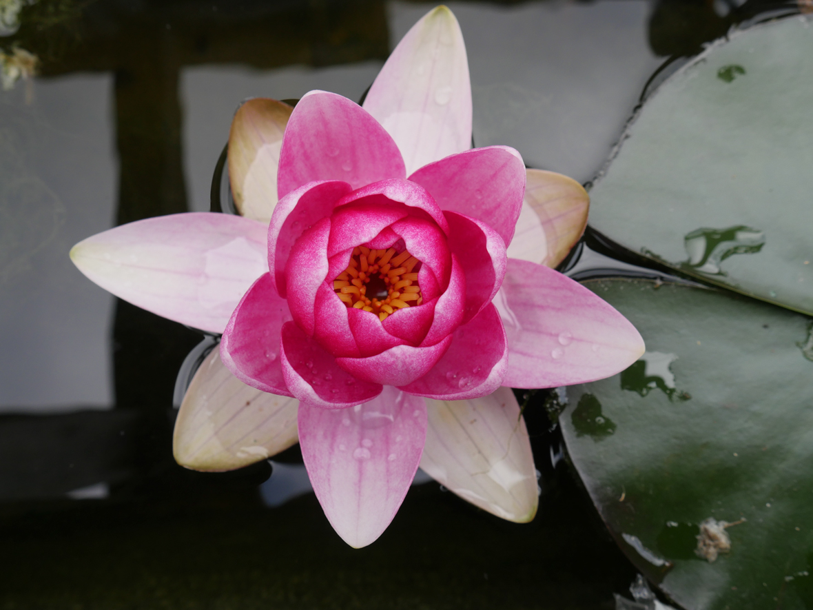 Panasonic Lumix DMC-GX8 - sample images