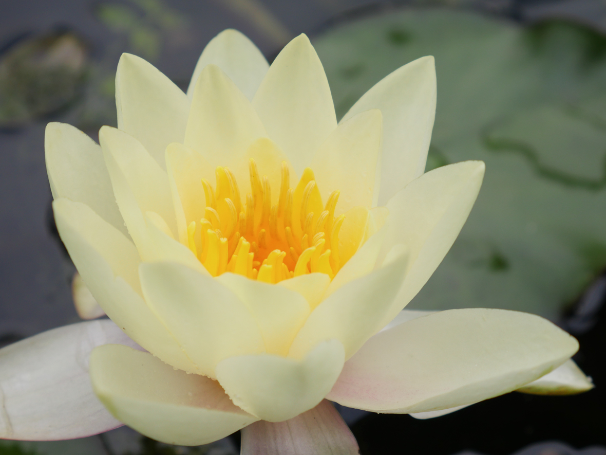 Panasonic Lumix DMC-GX8 - sample images