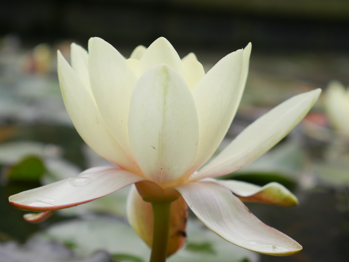Panasonic Lumix DMC-GX8 - sample images