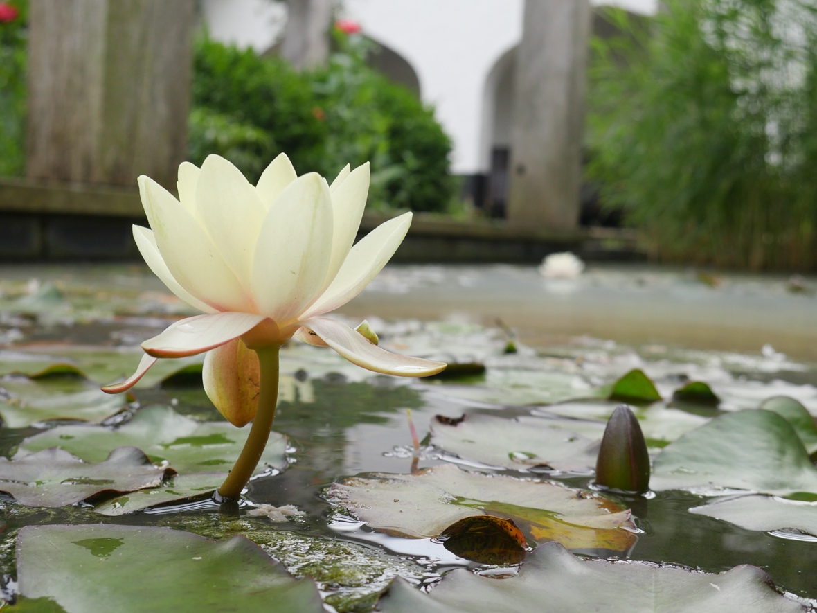 Panasonic Lumix DMC-GX8 - sample images