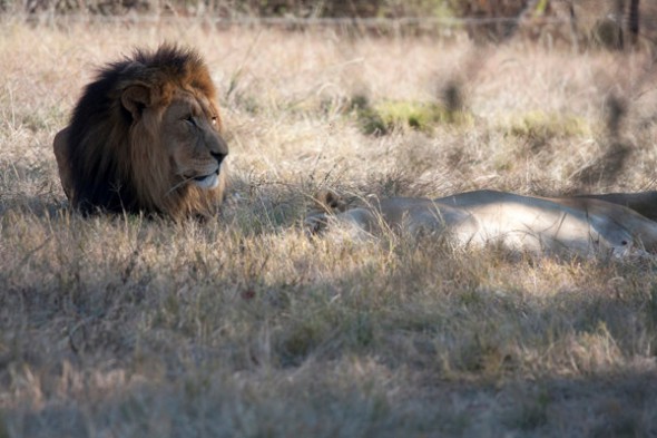 How to Photograph Animals in the Zoo How to Photograph Animals in the Zoo