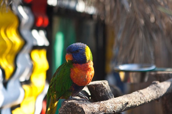 How to Photograph Animals in the Zoo How to Photograph Animals in the Zoo